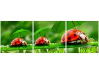 90X30CM BIEDRONECZKI TRÓJ OBRAZ