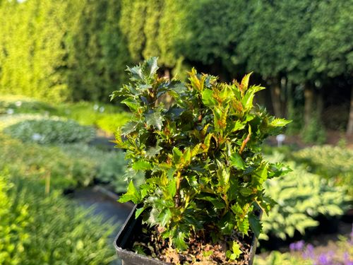 Ostrokrzew Meservy 'Little Rascal' Miniaturowy Karłowy (Ilex ×meserveae) na Arena.pl