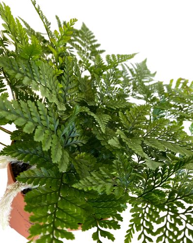 HUMATA TYERMANNII PAPROĆ 20 cm na Arena.pl