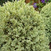 Bukszpan ELEGANTISSIMA Biało-zielony Variegata Na obwódki Do formowania C2