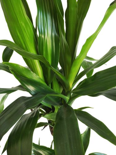 DRACENA JANET CRAIG 110cm na Arena.pl