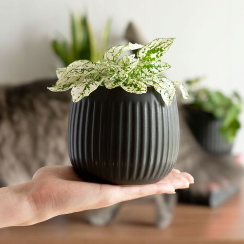 KADAX Doniczka Ceramiczna Osłonka 12cm Czarna na Arena.pl