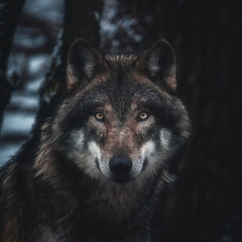 The Forest szlachetny OLEJ DO DESEK kuchennych na Arena.pl