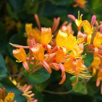 Wiciokrzew Tellmana Pachnące Kwiaty (Lonicera tellmanniana) Doniczka 2.0L