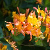 Wiciokrzew Tellmana Pachnące Kwiaty (Lonicera tellmanniana) Doniczka 2.0L