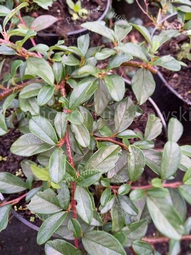 Irga płożąca Major zimozielony na skalniak i rabaty na Arena.pl