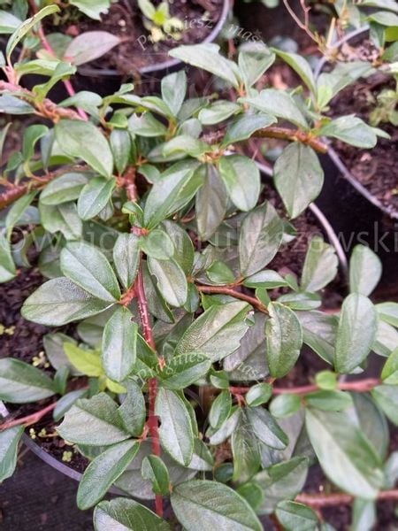 Irga płożąca Major zimozielony na skalniak i rabaty zdjęcie 3