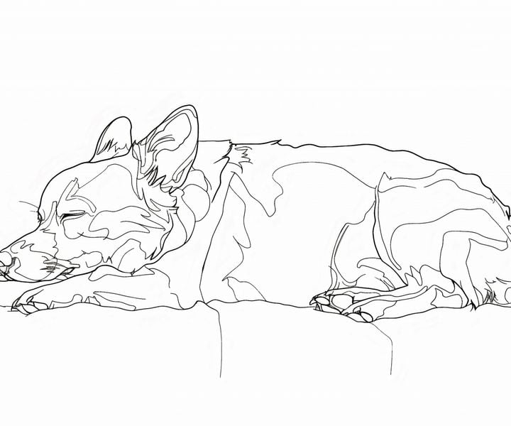 Plakat 60x50cm Śpiący Psiak zdjęcie 1