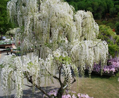 Wisteria Biała Glicynia Alba P9 na Arena.pl