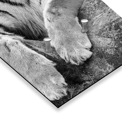 Wieszak, Tygrys 40x118 na Arena.pl