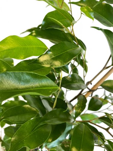 FIKUS BENJAMINA EXOTICA 75 cm na Arena.pl