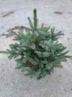 Świerk Srebrny Żywa Choinka Bożonarodzeniowa Premium w Doniczce 100-120cm