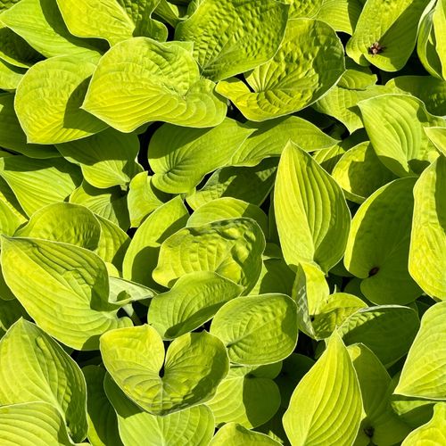 Funkia Hosta 'August Moon' W DONICZCE 2.5L, OGROMNE ŻÓŁTE LIŚCIE na Arena.pl