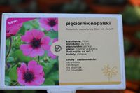 Pięciornik nepalski bylina na skalniak i rabatę