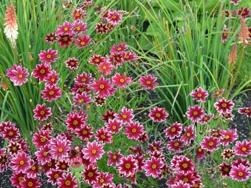 Nachyłek RUBY FROST Czerwony Kwitnie całe lato Sadzonki w doniczkach P11 na Arena.pl