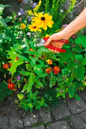 Sekator kowadełkowy Wolf Garten RS 2500 zdjęcie 6