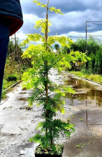 METASEKWOJA szczepiona na pniu GOLDRUSH - sadzonki 90 / 120 cm na Arena.pl