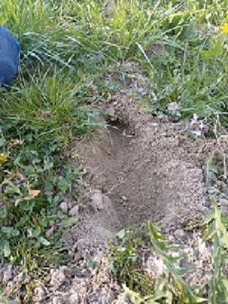 Rewelacyjna trutka na krety, nornice 20 szt + rabat zdjęcie 3
