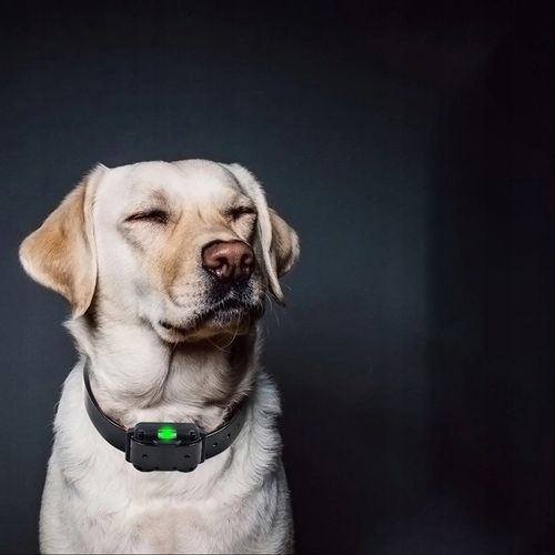 ELEKTRYCZNA OBROŻA DLA PSA TRENINGOWA 800M PILOT na Arena.pl