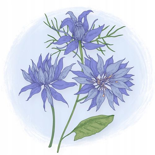 ŚWIEŻY z certyfikatem olej z czarnuszki od Zdrowa Linia na Arena.pl