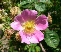 P11 RÓŻA RDZAWA ROSA RUBIGINOSA