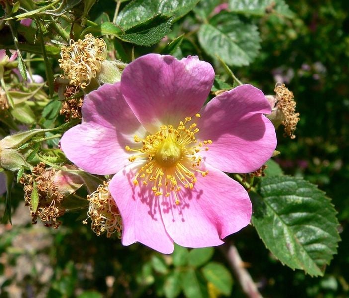 P11 RÓŻA RDZAWA ROSA RUBIGINOSA zdjęcie 1