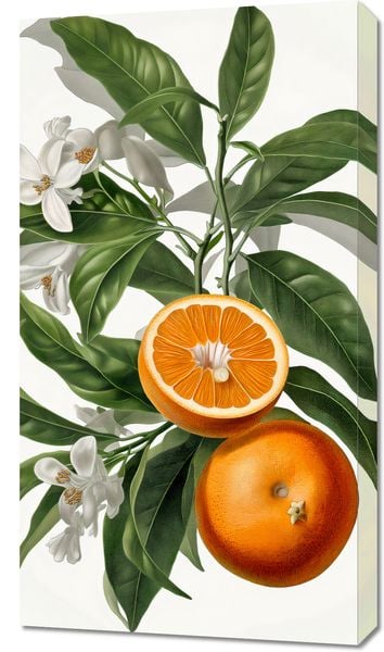 Obraz 50x90cm Dojrzałość Pomarańczy zdjęcie 1