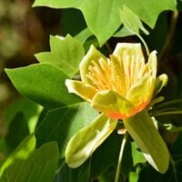 Tulipanowiec chiński Piękne kwiaty Miododajny Sadzonki w doniczkach 1L