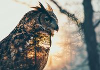 Plakat 29,7x21cm Sowi Duch