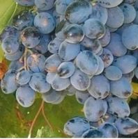 WINOGRON szczepiony niebiesko fioletowy - sadzonki 5 / 10 cm