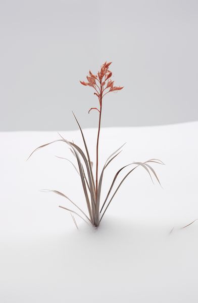 Plakat 53x81cm Subtelność Natury zdjęcie 1