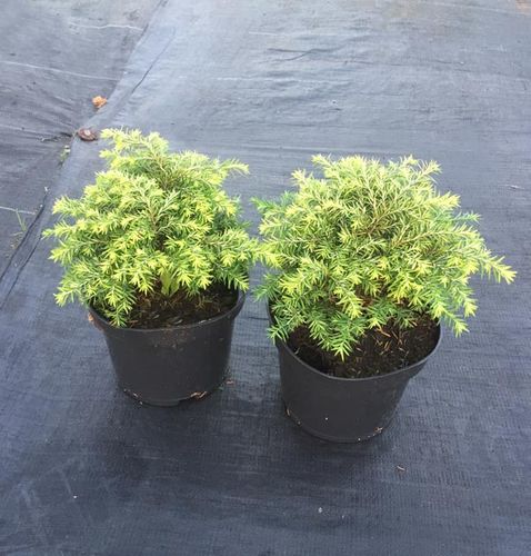 Choina kanadyjska Jeddeloh C2 na Arena.pl