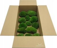 Mech Poduszkowy Szwedzki Średni Zielony dekoracyjny ozdobny żywy 100g