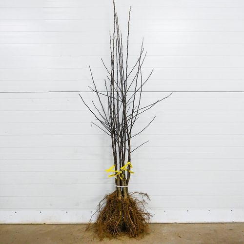 SADZONKI DRZEWKA OWOCOWE JABŁOŃ SZARA RENETA NAJLEPSZA CENIONA DO na Arena.pl