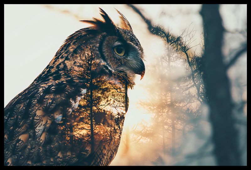 Plakat 60x40cm Sowi Duch zdjęcie 2