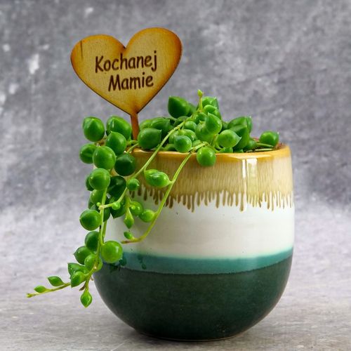 SENECIO rowleyanus STARZEC ROWLEYA D6cm ZIELONE KORALIKI NA SZNURECZKU na Arena.pl