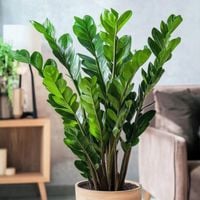 Zamioculcas Zamiifolia PANCERNY Zamiokulkas Zamiolistny -DUŻY Żelazny GĘSTY