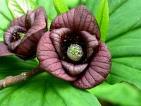 Asymina banan preriowy PawPaw - sadzonki 10 / 20 cm