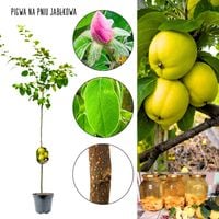 Pigwa Jabłkowa samopylna pienna NA PNIU 100-150 cm
