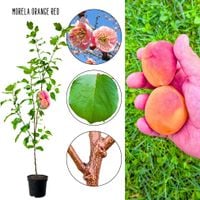 Morela Orange Red słodki deserowy smak 180-220 cm