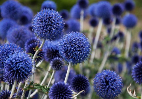 Przegorzan Banacki Banatyński 'Blue Globe' Niebieski (Echinops bannaticus) na Arena.pl
