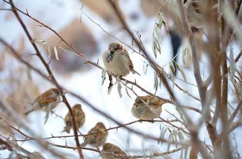 KARMNIKI DLA PTAKÓW PLASTIKOWE KARMNIK WISZĄCY DO KARMY I SŁONECZNIKA na Arena.pl