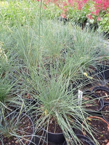 Kostrzewa sina Bylina Trawa niebieska skalniak na Arena.pl