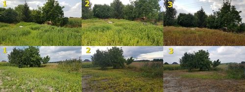 ORKAN 350SL 1L ŚRODEK CHWASTOBÓJCZY CHWASTY SKRZYP PERZ MNISZEK +RĘKAWICZKI na Arena.pl