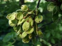 GK WIĄZ SZYPUŁKOWY 30-50 CM.