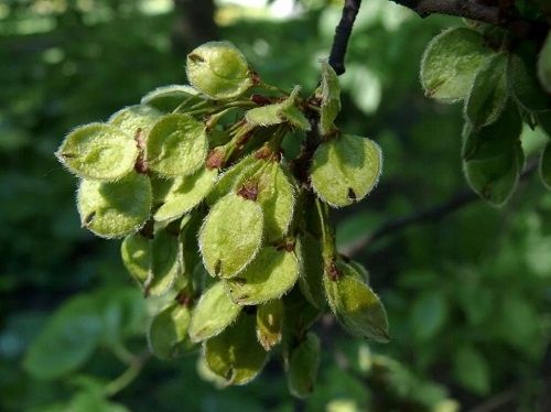 GK WIĄZ SZYPUŁKOWY 30-50 CM. zdjęcie 1