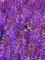Szałwia omszona Rianne Purple Salvia nemorosa fioletowa bylina sadzonka