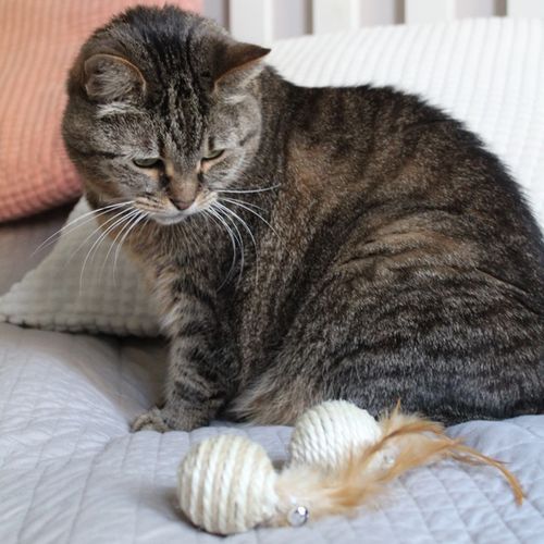 Dingo Piłki Sizalowe 2Szt na Arena.pl