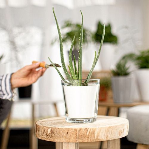 OSŁONKA SZKLANA Na STORCZYK Rośliny Doniczkę Przezroczysta H 13,5 cm na Arena.pl