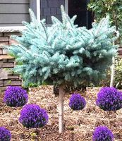 product-compare-61065866